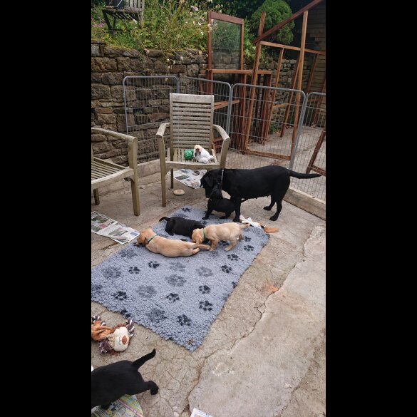 Labrador Retriever - Both