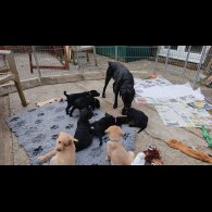 Labrador Retriever - Both