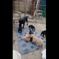 Labrador Retriever - Both