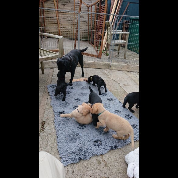 Labrador Retriever - Both
