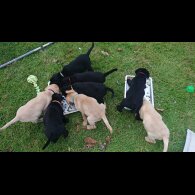 Labrador Retriever - Both