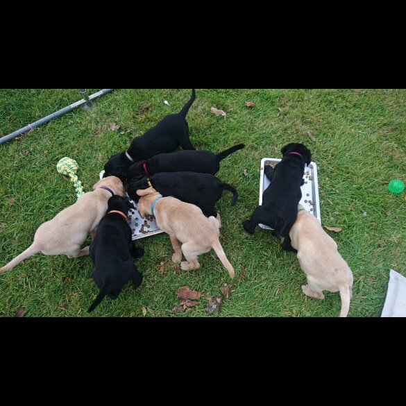 Labrador Retriever - Both