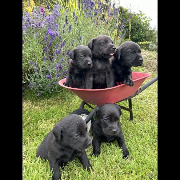 Labrador Retriever - Both