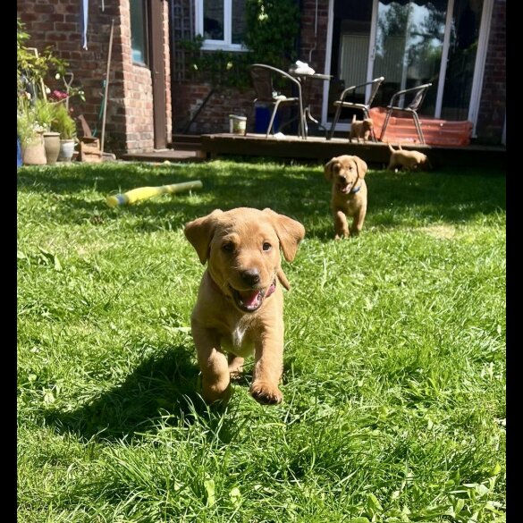 Labrador Retriever - Both