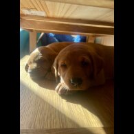 Labrador Retriever - Both
