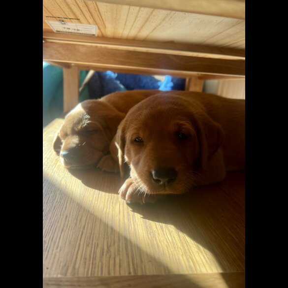 Labrador Retriever - Both