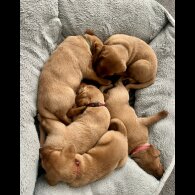 Labrador Retriever - Both