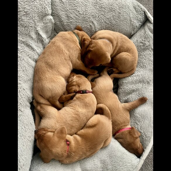 Labrador Retriever - Both