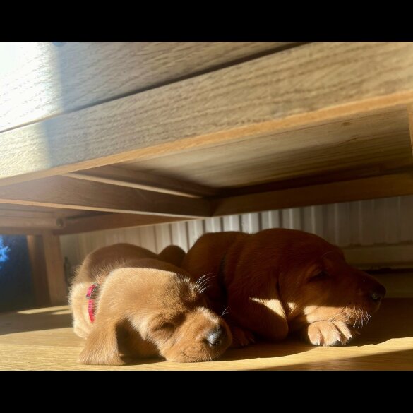 Labrador Retriever - Both