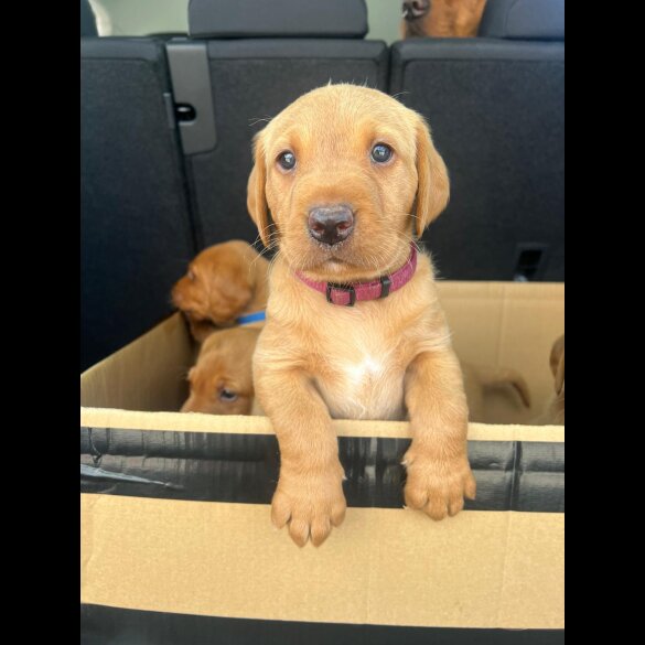 Labrador Retriever - Both