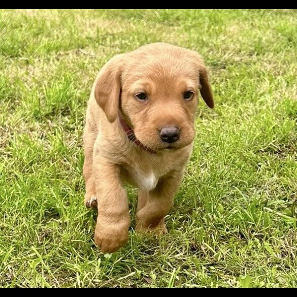 Labrador Retriever - Both