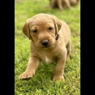 Labrador Retriever - Both