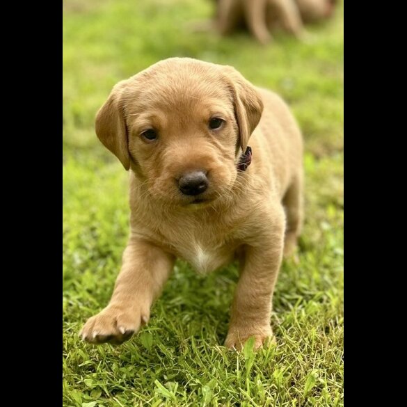 Labrador Retriever - Both