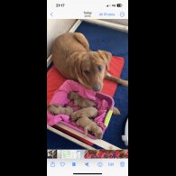 Labrador Retriever - Both