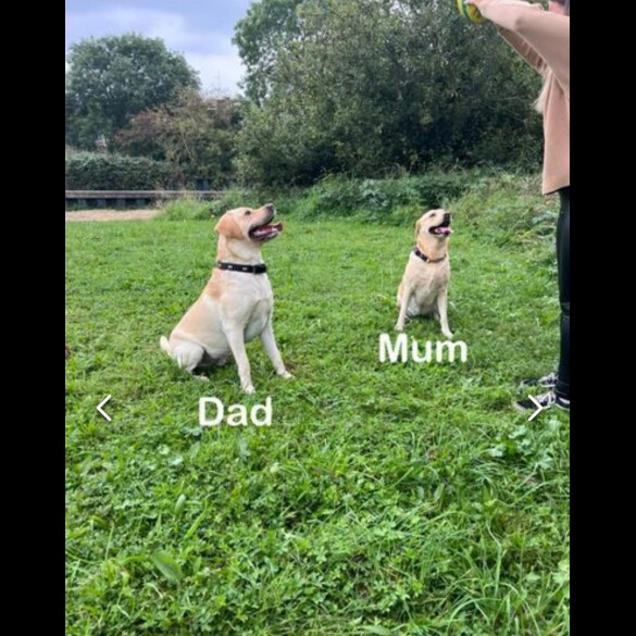 Labrador Retriever - Both