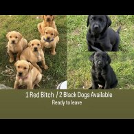 Labrador Retriever - Both