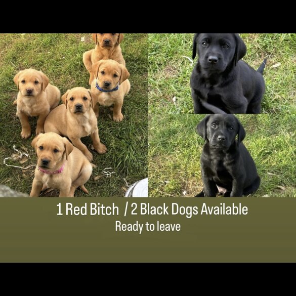 Labrador Retriever - Both