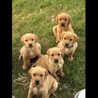 Labrador Retriever - Both