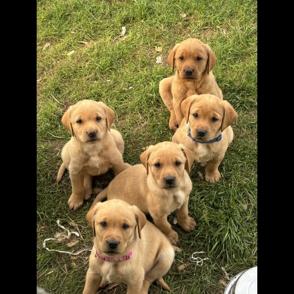 Labrador Retriever - Both