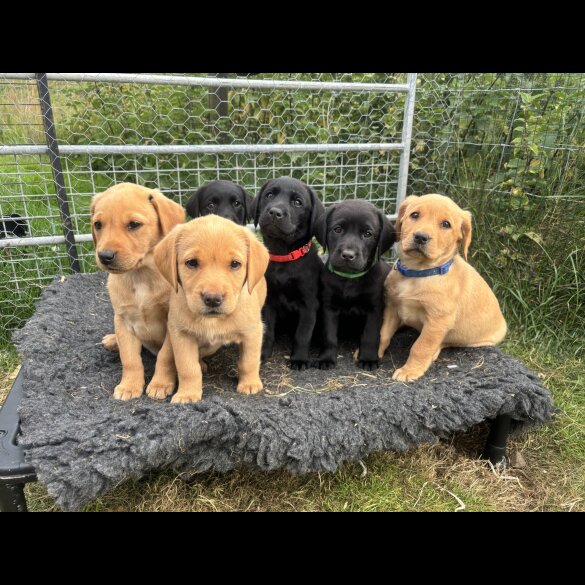 Labrador Retriever - Both