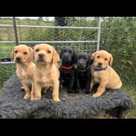 Labrador Retriever - Both