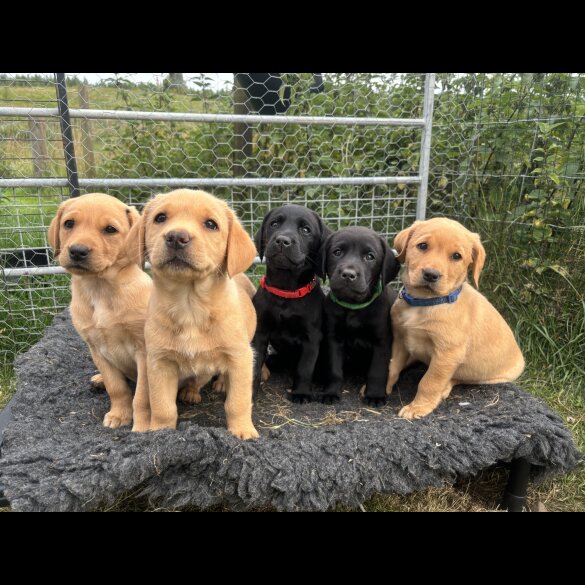 Labrador Retriever - Both