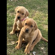 Labrador Retriever - Both