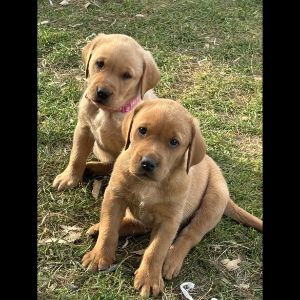 Labrador Retriever - Both