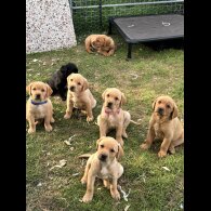 Labrador Retriever - Both