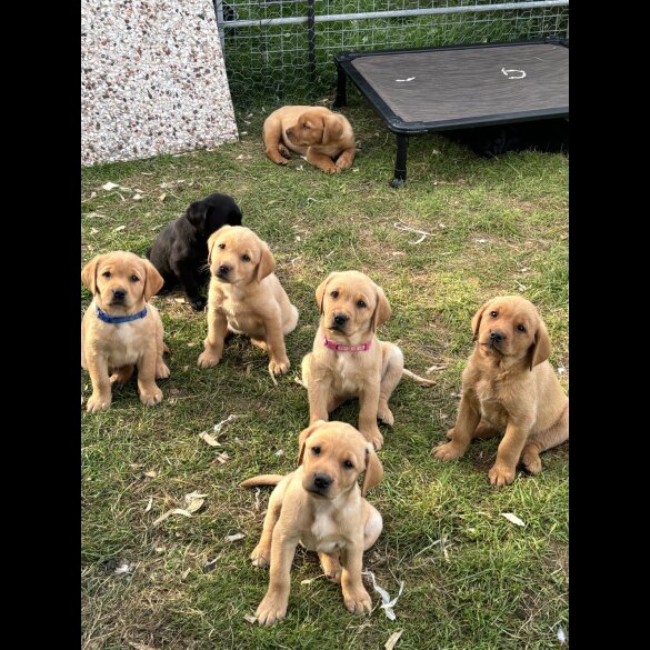 Labrador Retriever - Both