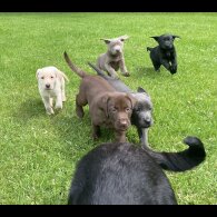 Labrador Retriever - Both