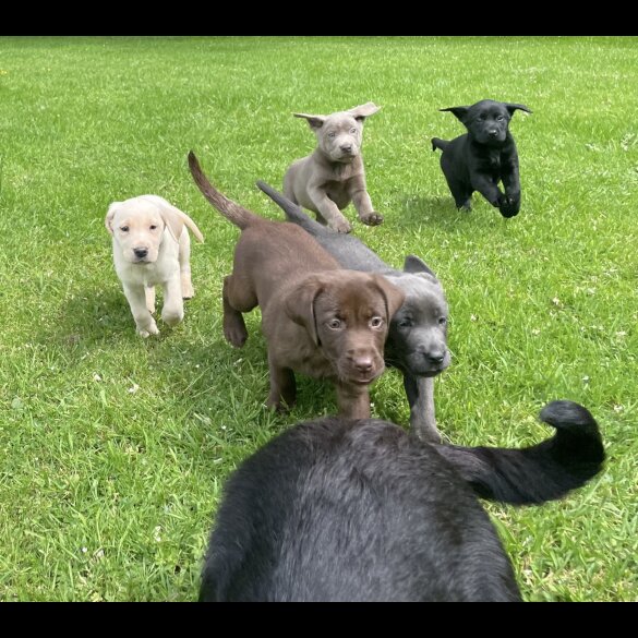 Labrador Retriever - Both