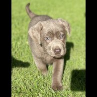 Labrador Retriever - Both