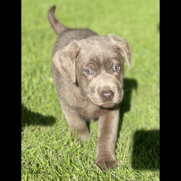 Labrador Retriever - Both