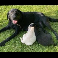 Labrador Retriever - Both