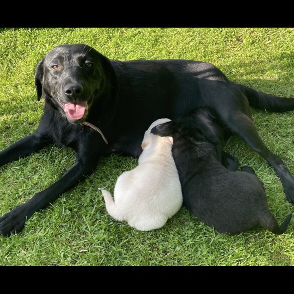 Labrador Retriever - Both