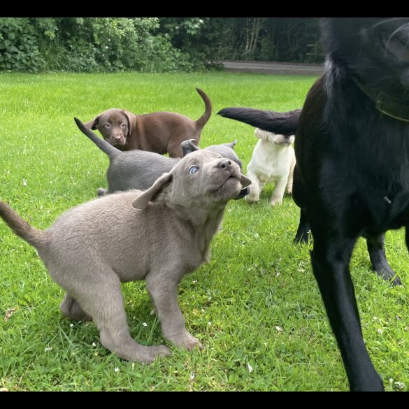 Labrador Retriever - Both