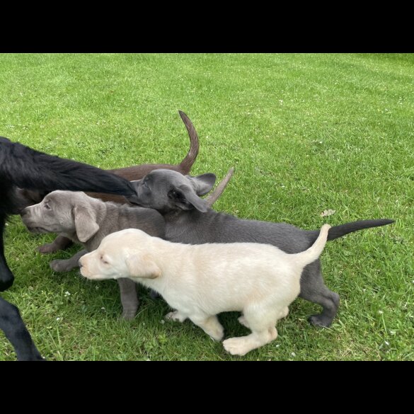 Labrador Retriever - Both