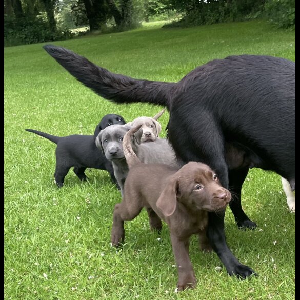 Labrador Retriever - Both