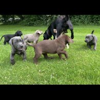 Labrador Retriever - Both