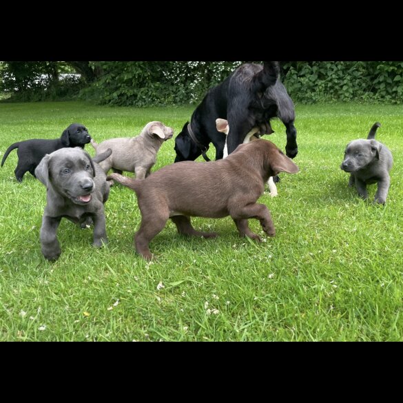 Labrador Retriever - Both