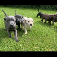 Labrador Retriever - Both