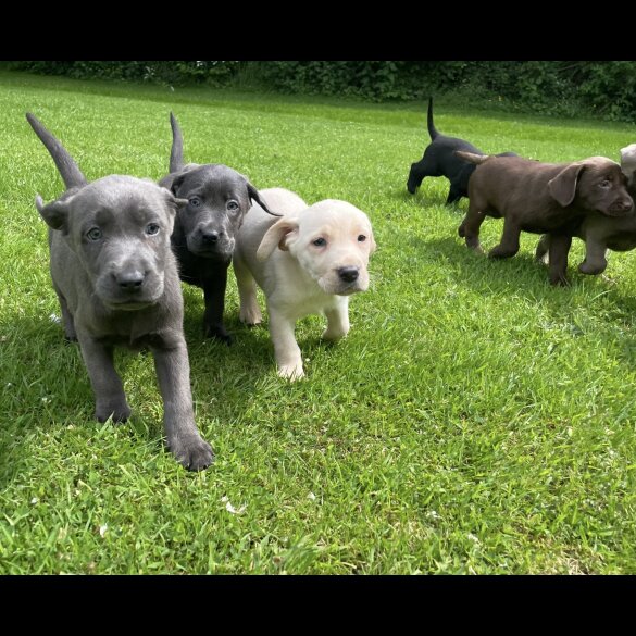 Labrador Retriever - Both