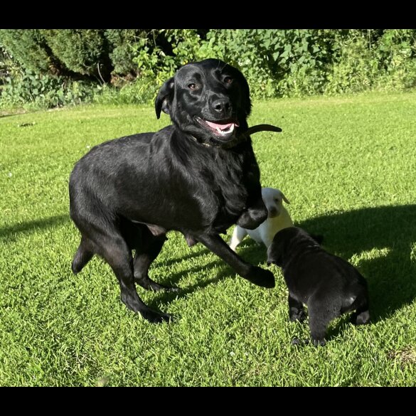 Labrador Retriever - Both