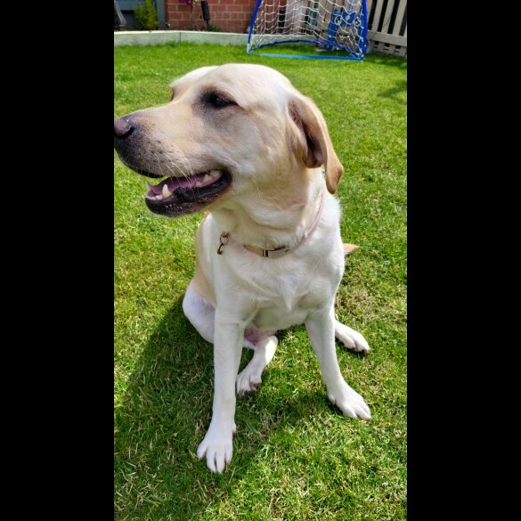 Labrador Retriever - Both