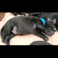 Labrador Retriever - Both