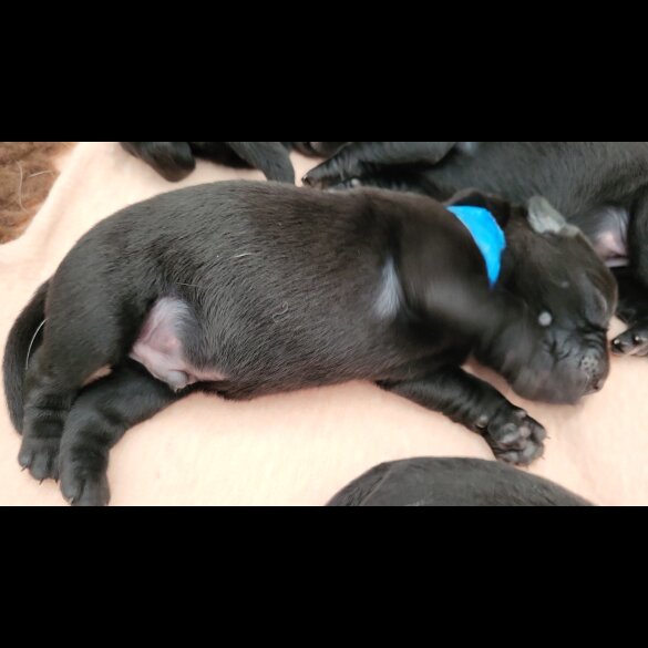 Labrador Retriever - Both
