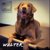 Labrador Retriever - Both
