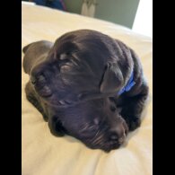 Labrador Retriever - Both
