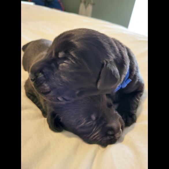 Labrador Retriever - Both